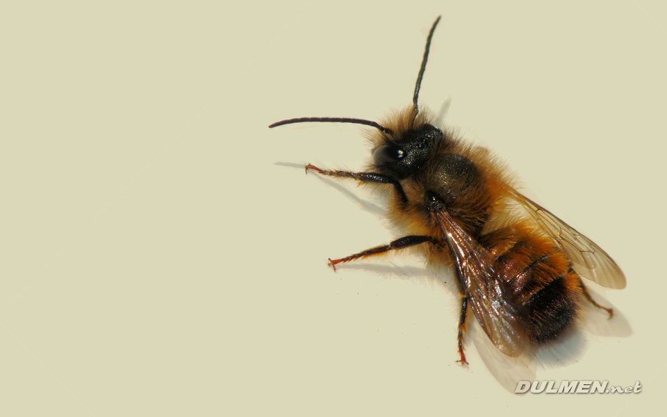 Red mason bee (female, Osmia rufa)